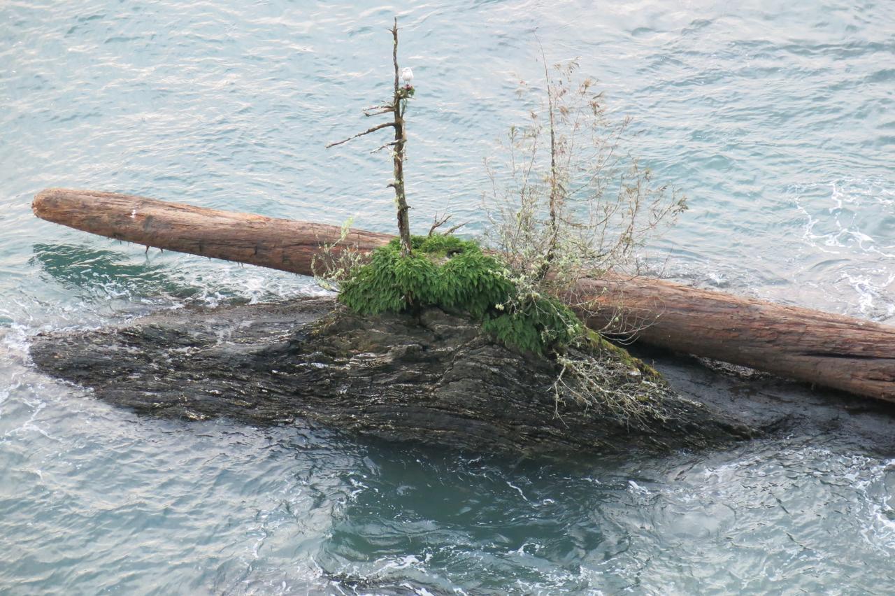 Villa A Shack In The Woods Port Renfrew Exterior foto