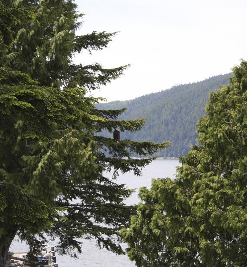 Villa A Shack In The Woods Port Renfrew Exterior foto