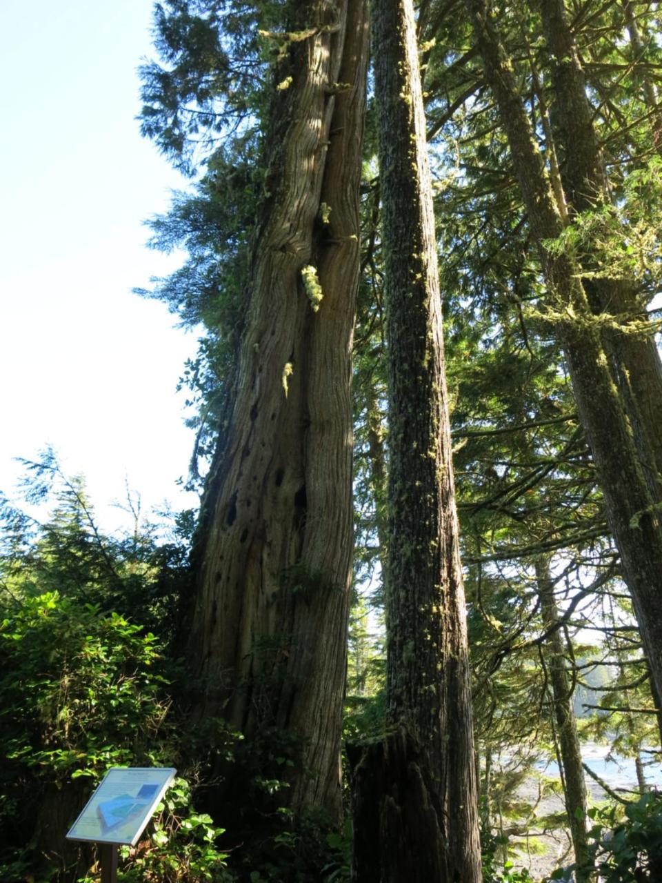 Villa A Shack In The Woods Port Renfrew Exterior foto
